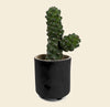 Euphorbia Cowboy Cactus
