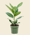 Ficus Audrey