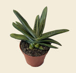 Gasteria verrucosa