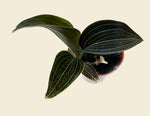 Jewel Orchid