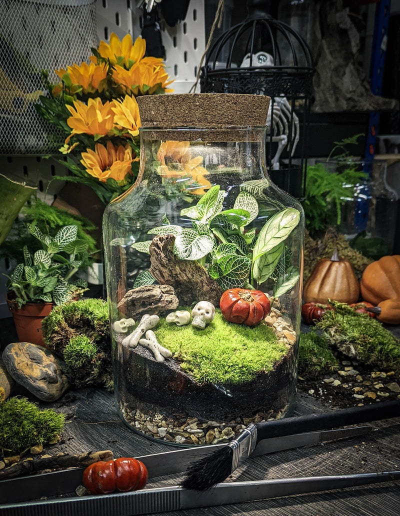 terrarium plant kit uk Terrarium Kit – DIY Moss Garden in Glass Jar *