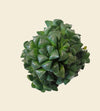 Haworthia returns