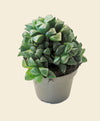 Haworthia returns