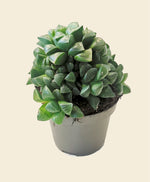 Haworthia returns