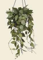 Hoya krohniana 'Eskimo'