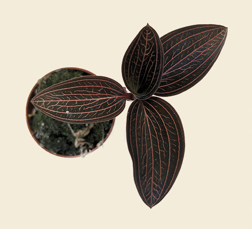 Jewel Orchid