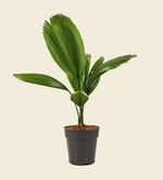 Licuala Palm 'Licuala grandis'