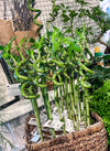 `#detail-photo`
Twisted lucky bamboo plant displayed in a modern indoor setting in London, with bright green spiral stems in a clear water tube.