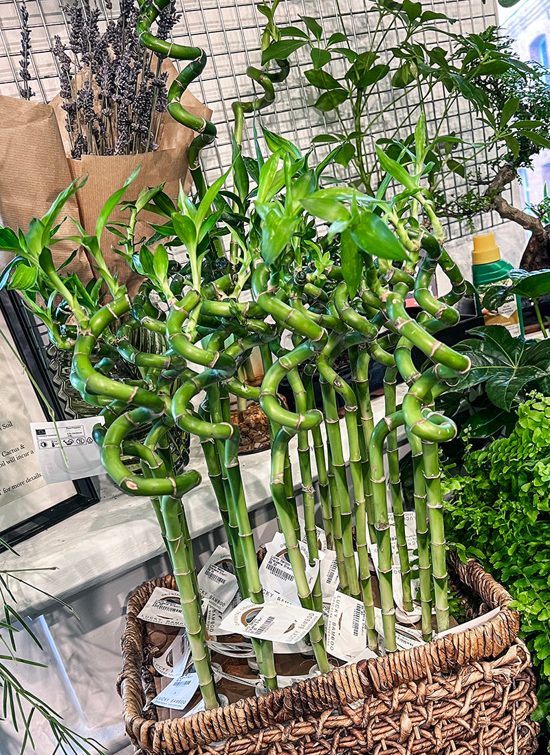 `#detail-photo`
Twisted lucky bamboo plant displayed in a modern indoor setting in London, with bright green spiral stems in a clear water tube.