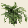 Nephrolepis biserrata 'Macho Fern'
