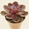 Echeveria Magic Red