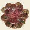 Echeveria Magic Red