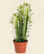 Euphorbia African Milk Tree