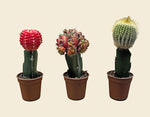Group of Moon Cactus plants with different colored tops