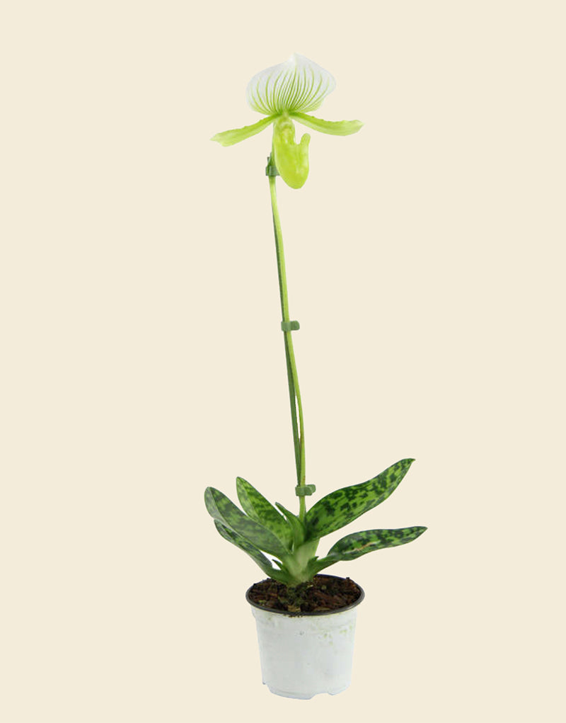 Venus Slipper Orchid