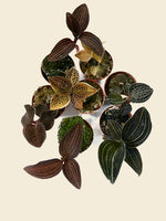 Jewel Orchid