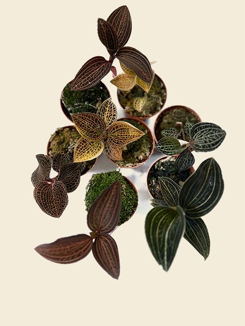 Jewel Orchid