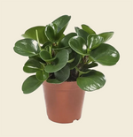 Peperomia obtusifolia