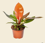 Philodendron 'Prince of Orange'