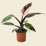 Philodendron Pink Princess