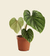 Philodendron Plowmanii