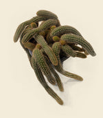 Rat Tail Cactus