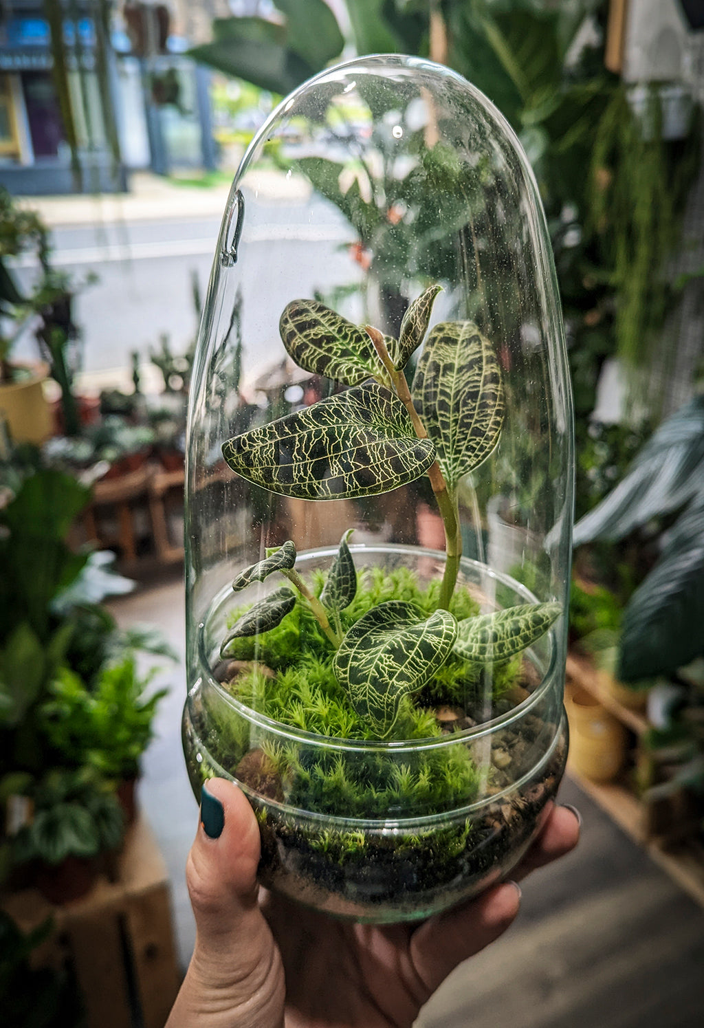 Jewel Orchid Plants 2024 Live in Self-Sustaining Glass Jar, Ecosystem