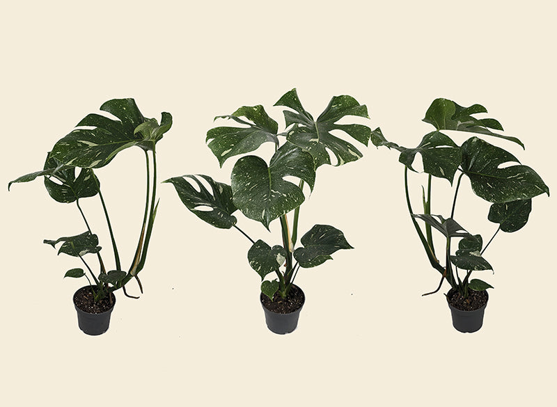 Monstera Thai Constellation