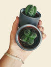 Crassula 'Buddha's Temple'
