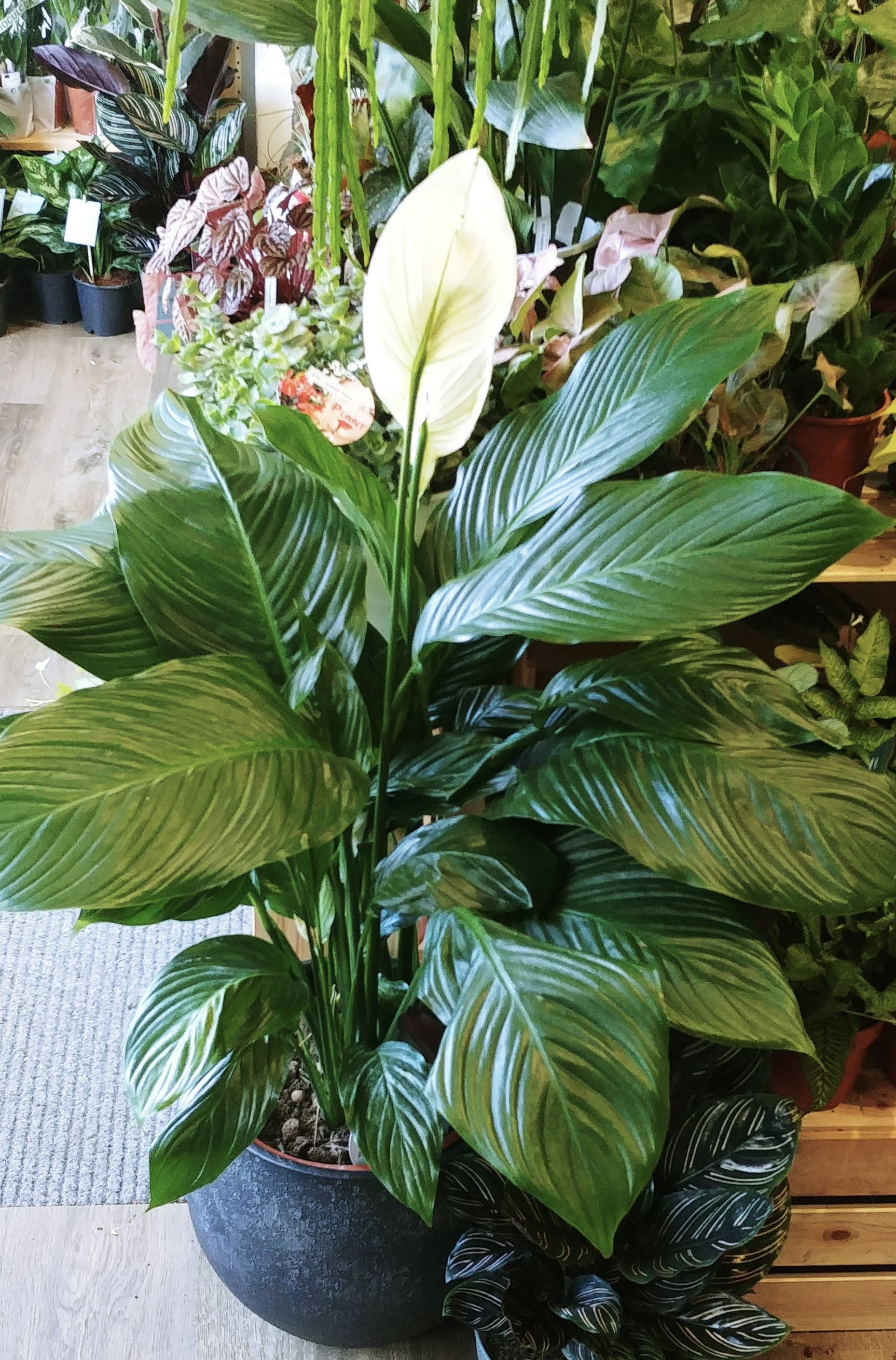 peace lily plant uk Peace Lily