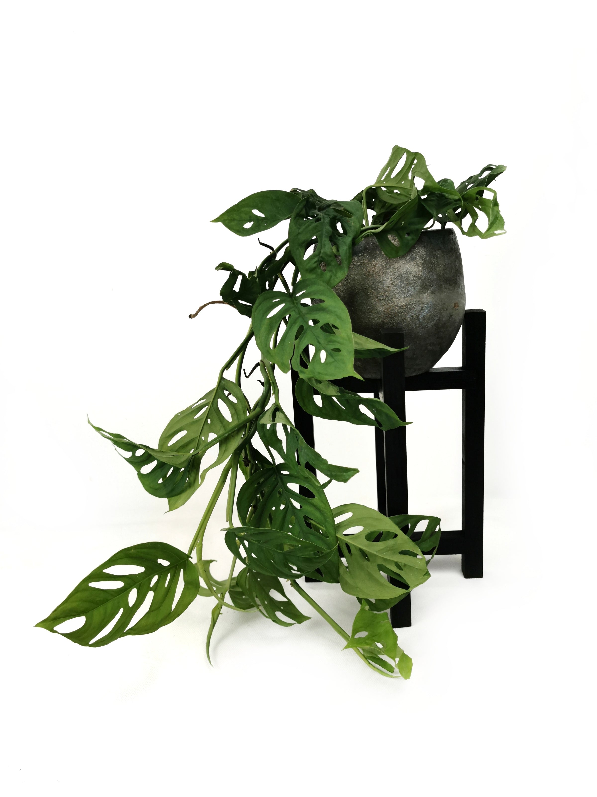 hanging monkey mask plant Monstera Monkey Mask