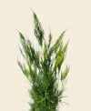 Asparagus Fern Pyramidalis