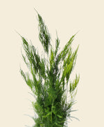 Asparagus Fern Pyramidalis