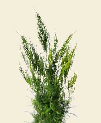Asparagus Fern Pyramidalis