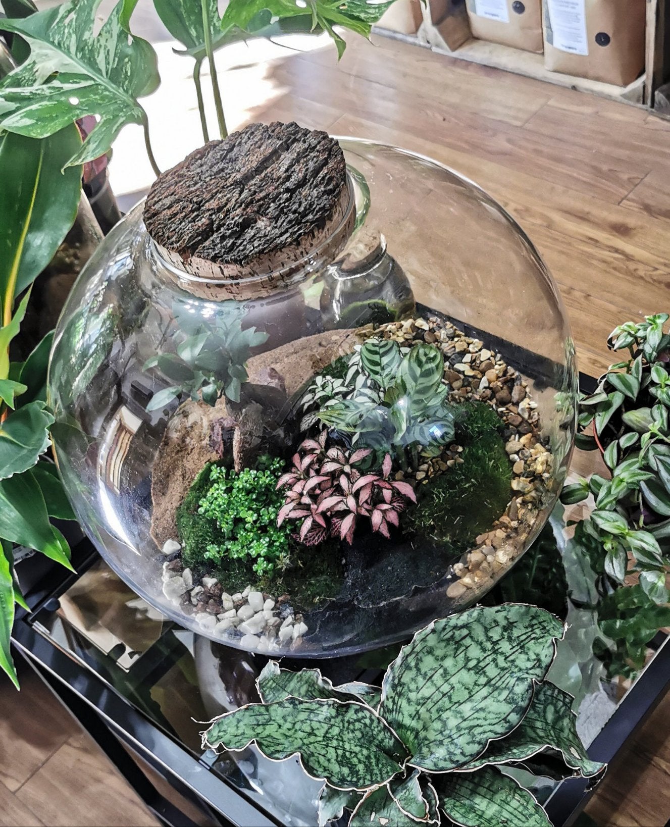 moon valley friendship plant terrarium Moon terrarium