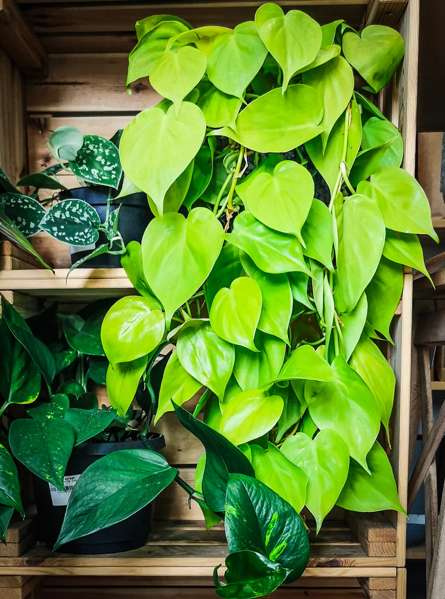 Philodendron Lemon Lime