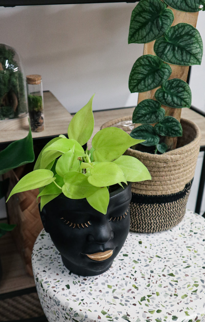 philodendron lemon lime uk Philodendron Lemon Lime