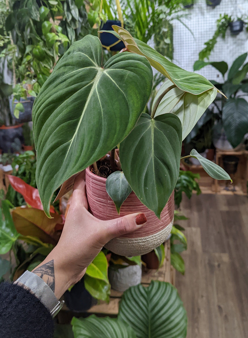 philodendron gloriosum for sale uk Philodendron Gloriosum