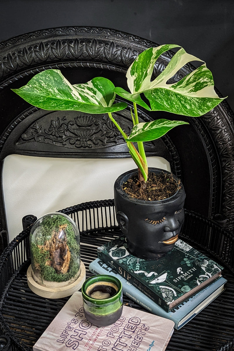 Variegated Monstera Deliciosa