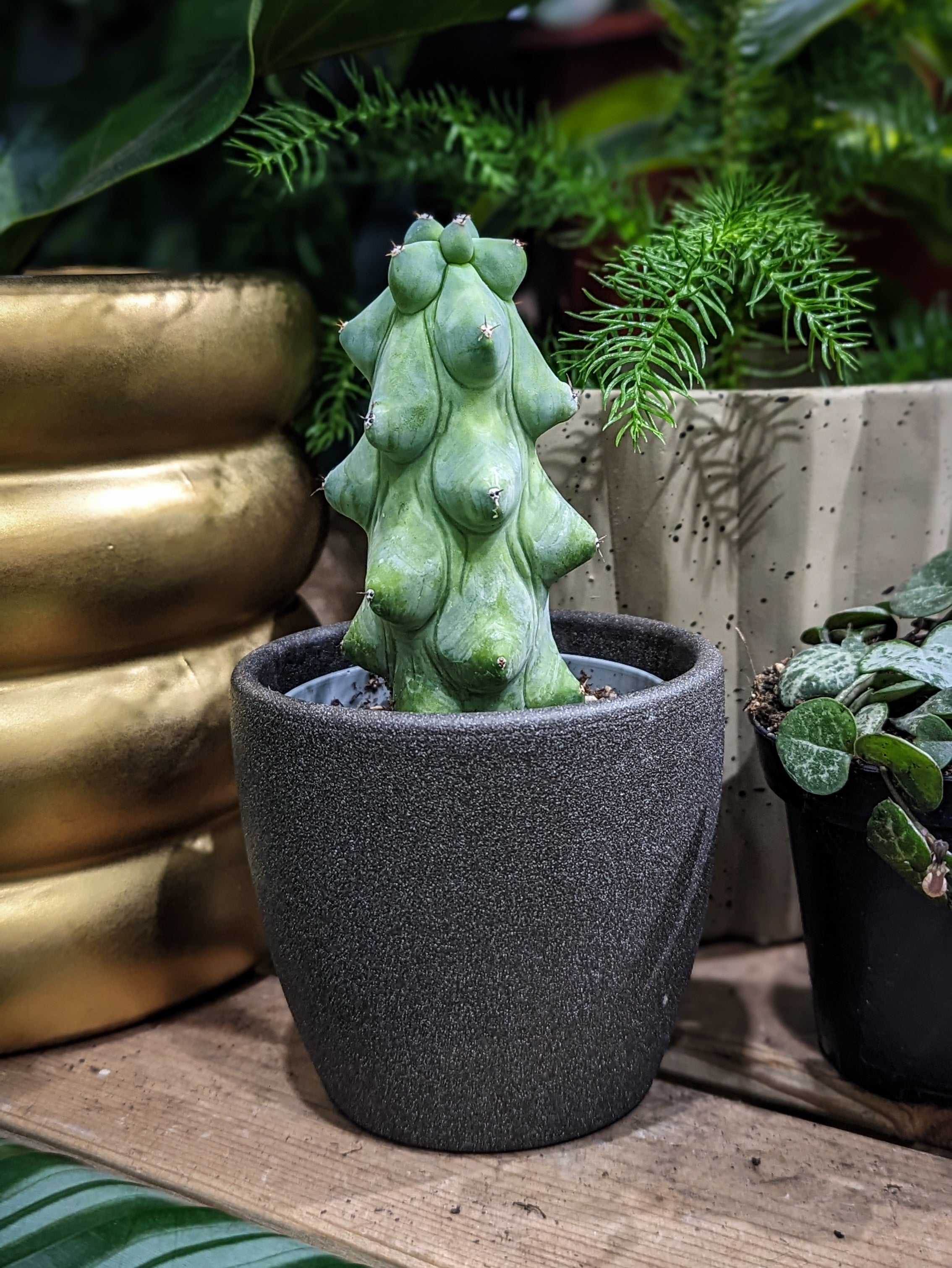boob succulent Myrtillocactus geometrizans Booby Cactus – Unique Geometric Cactus for Your Collection