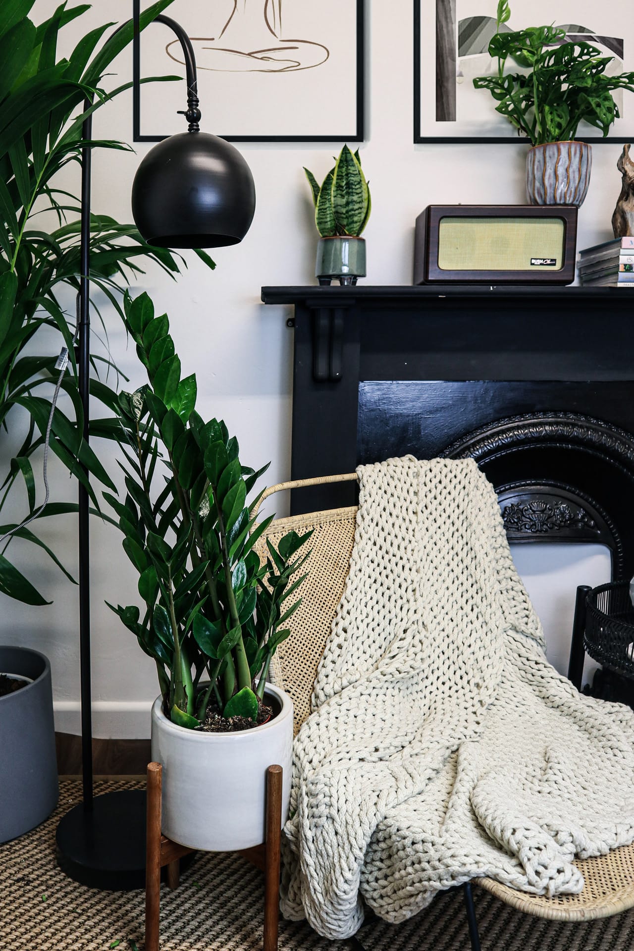 live zz plant ZZ Plant