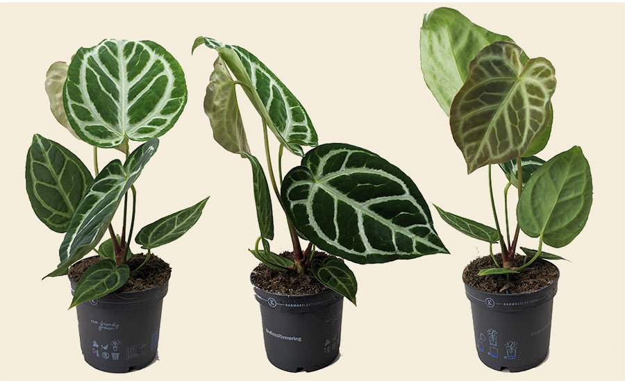 anthurium crystallinum roots Anthurium Crystallinum