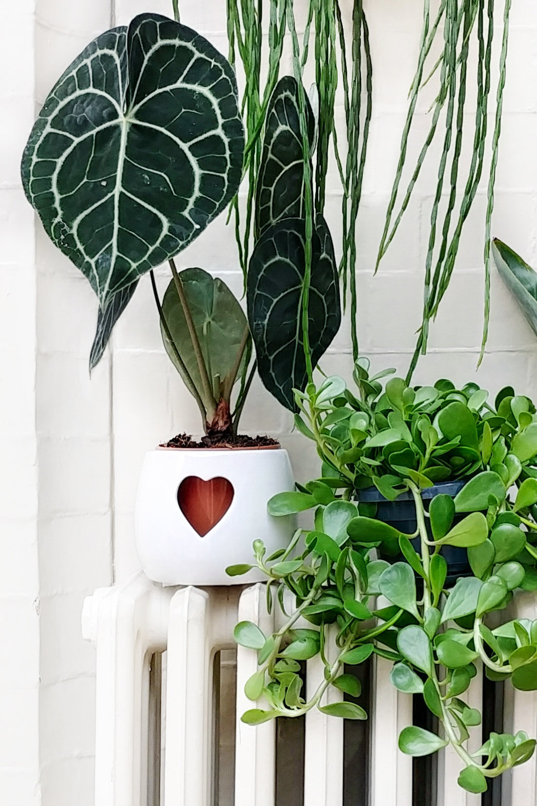 anthurium clarinervium uk buy Anthurium Clarinervium