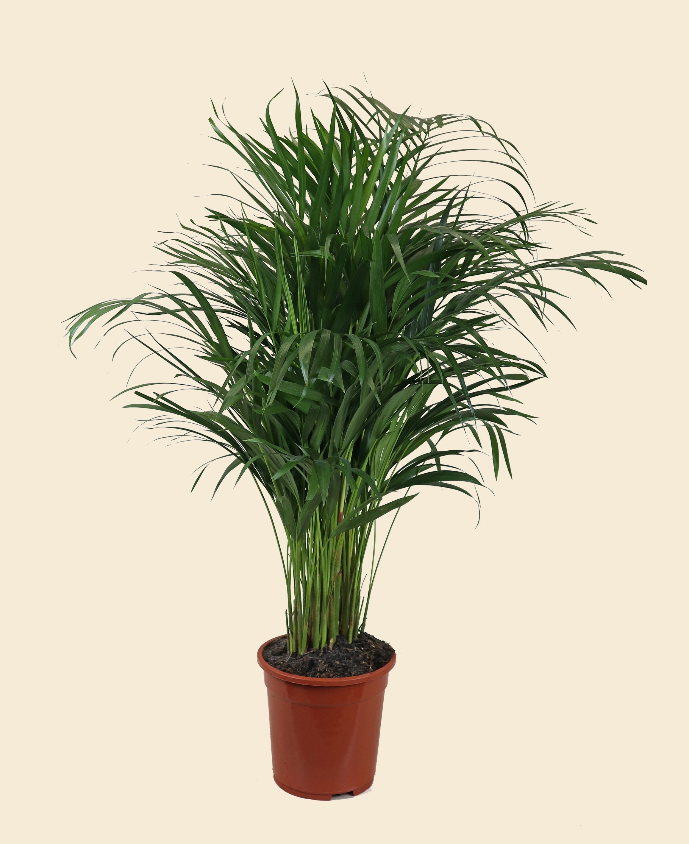 areca palm lowes Areca Palm