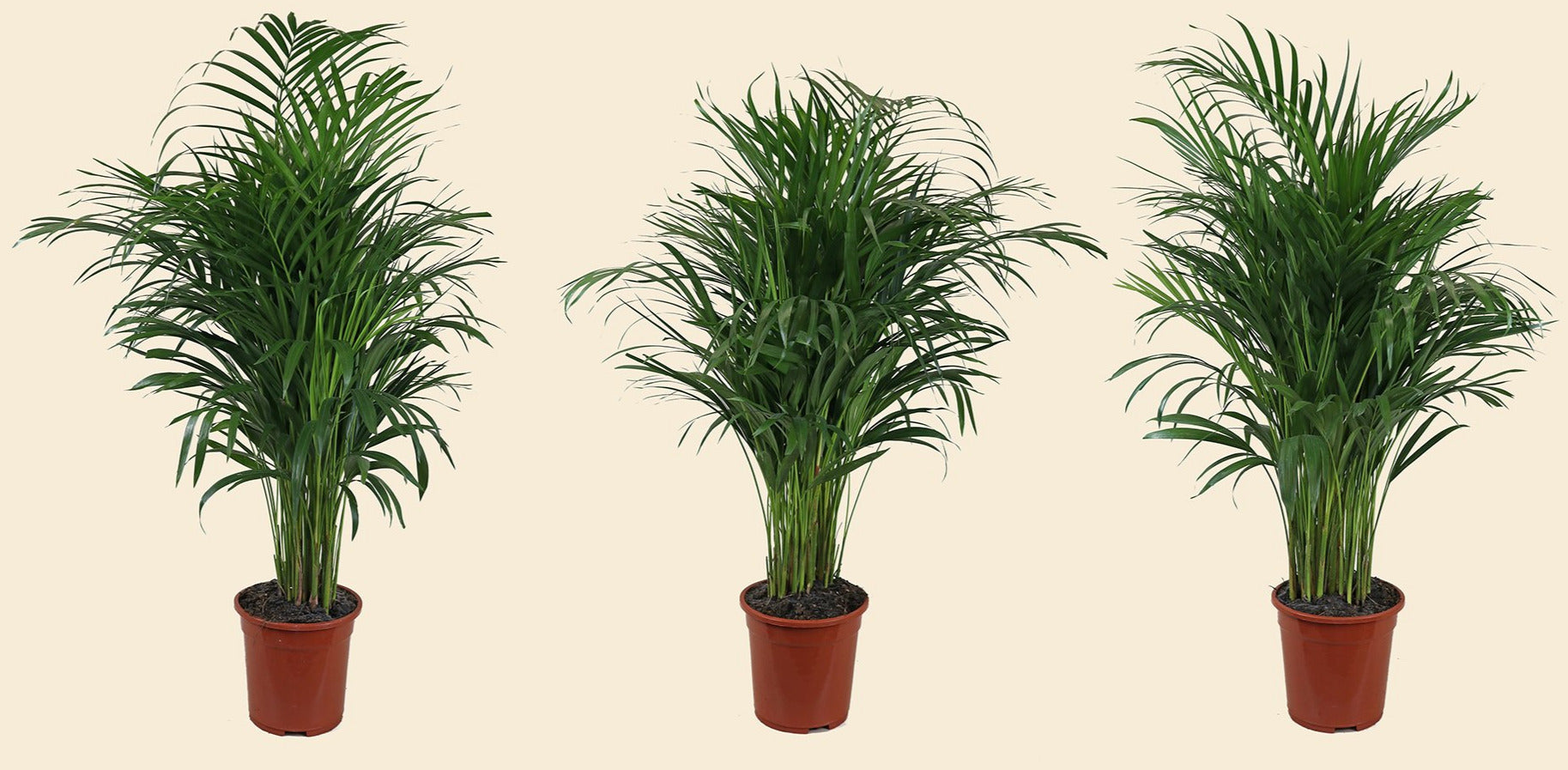 areca palm ikea uk Areca Palm