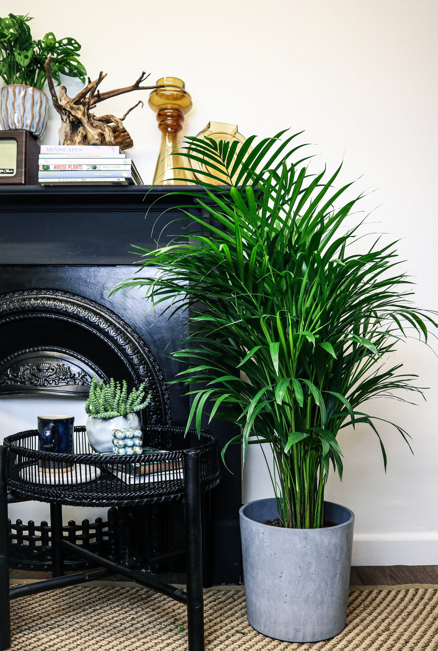 areca palm care indoor uk Areca Palm