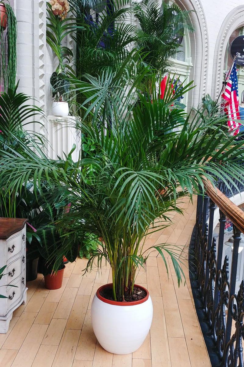 areca palm care indoor uk Areca Palm