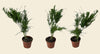Asparagus Fern Pyramidalis