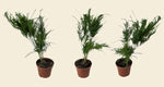 Asparagus Fern Pyramidalis