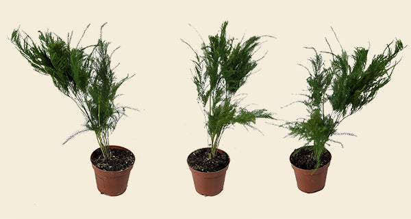Asparagus Fern Pyramidalis